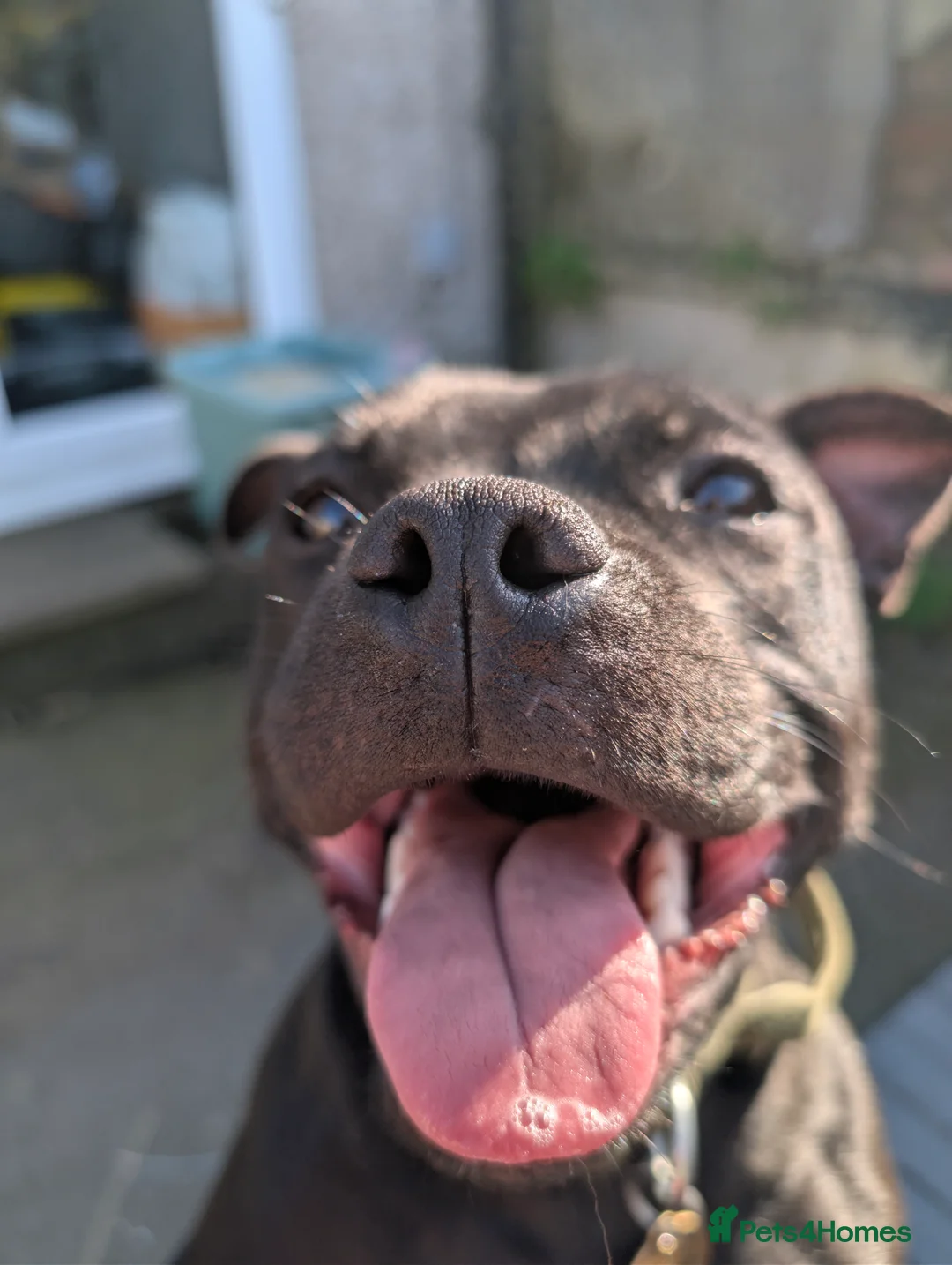 Staffordshire Bull Terrier dogs for sale: Black Female staffy for sale  in Lancaster - Advert 1