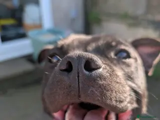 Staffordshire Bull Terrier dogs Black Female staffy for sale in Lancaster - Advert 1