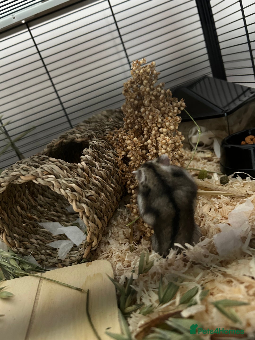 Hamster rodents for sale: Russian Dwarf Hamster  - Image 4