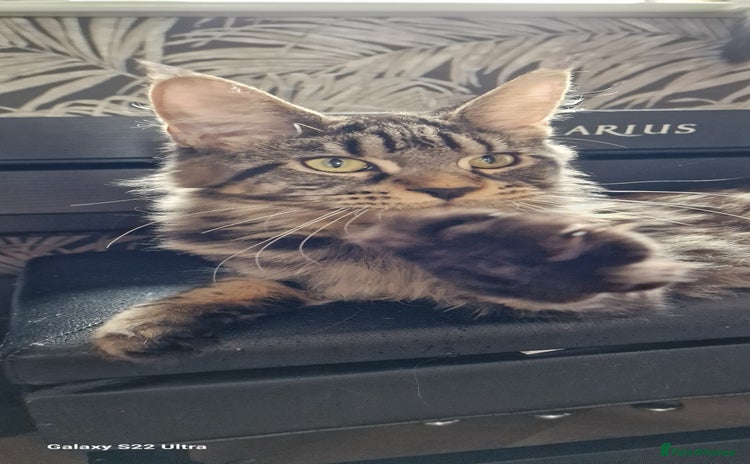 Maine Coon cats - Advert 3