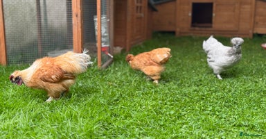 Chickens poultry - Advert 11