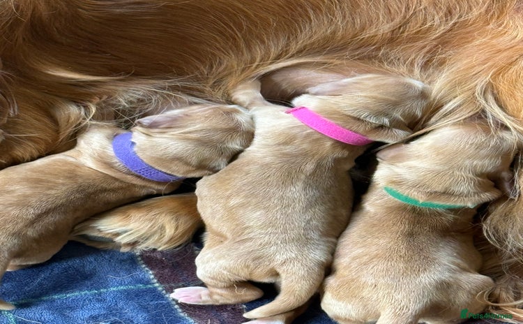 Cocker Spaniel dogs in Bradford-on-Avon - Advert 8