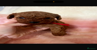 Cavapoo dogs - Advert 2