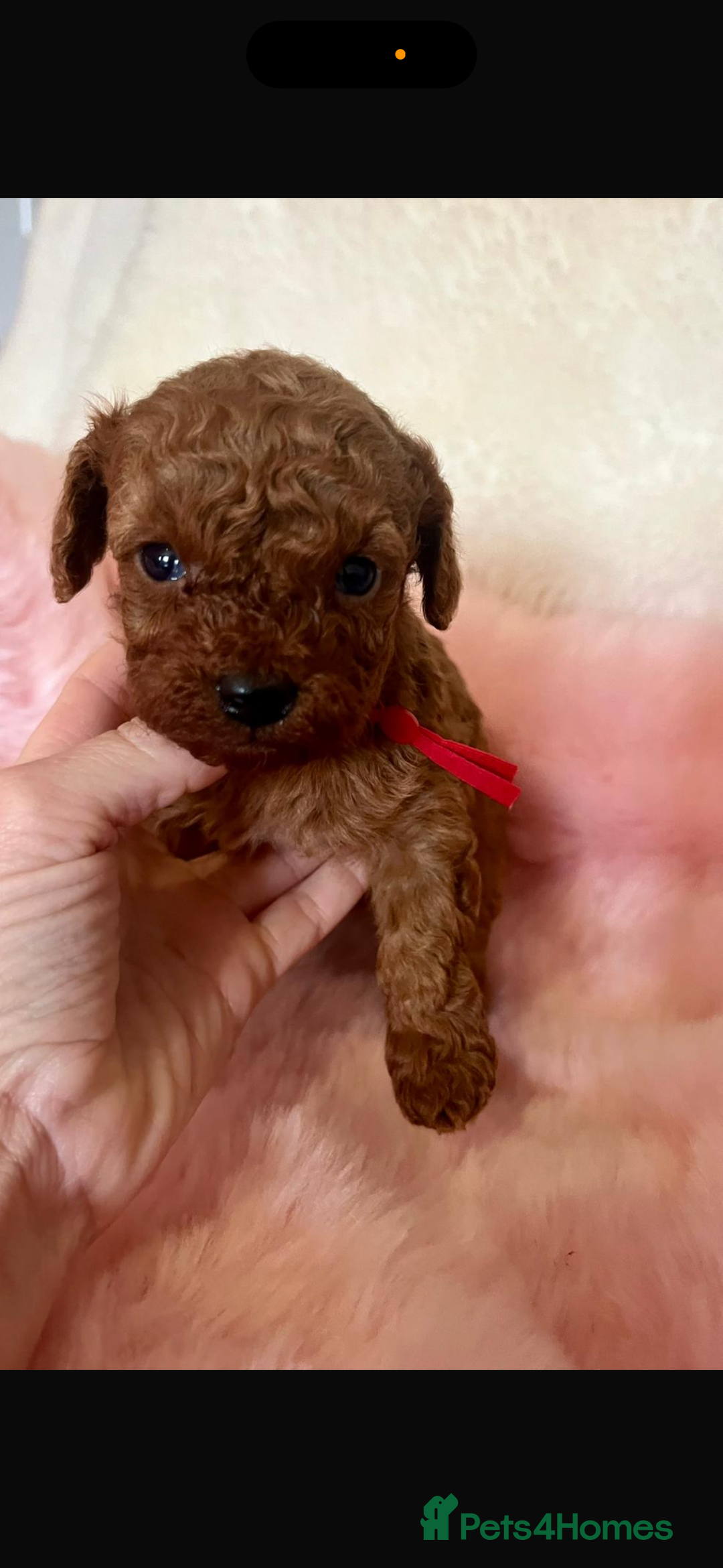 Cavapoo dogs for sale: Top quality F1b toy cavapoos  - Image 2
