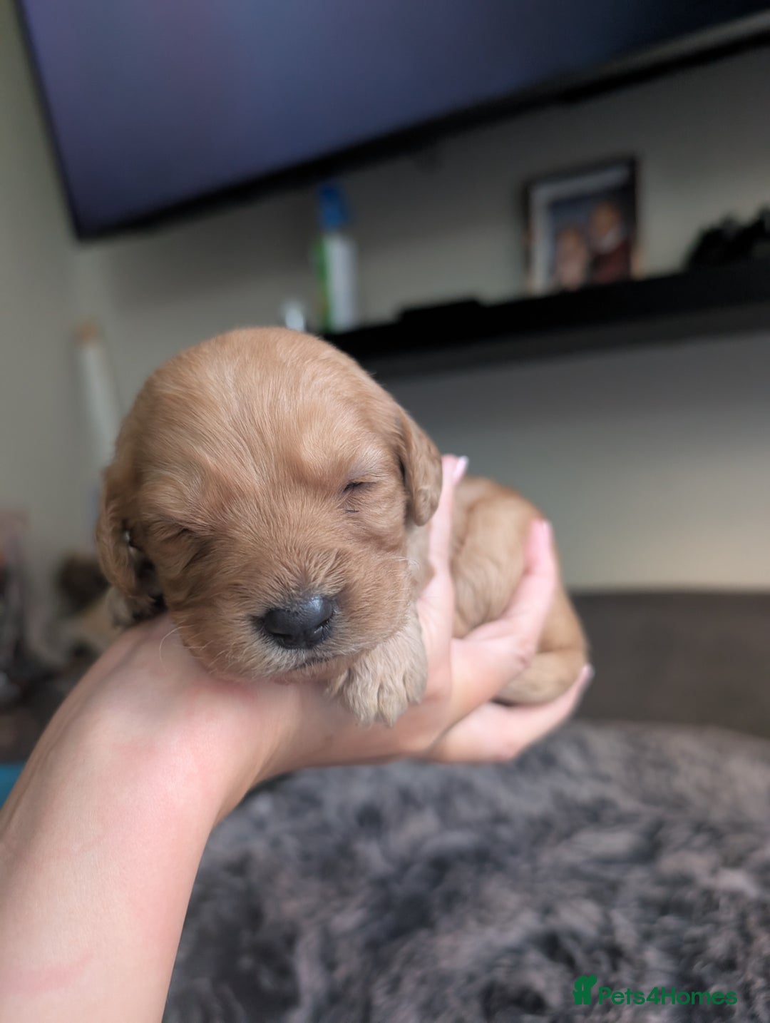 Labradoodle dogs for sale: F1 Labradoodle puppies  - Image 6