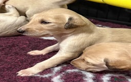 Saluki dogs for sale: Beautiful Saluki (new updated photos)  - Image 21