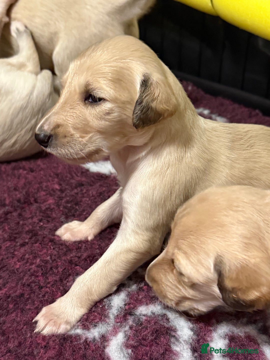 Saluki dogs for sale: Beautiful Saluki (new updated photos)  - Image 21