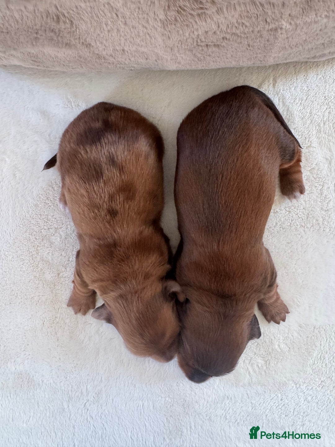 Miniature Dachshund dogs for sale: Long Haired ( Choclate Based ) Mini Dachshunds  - Advert 10