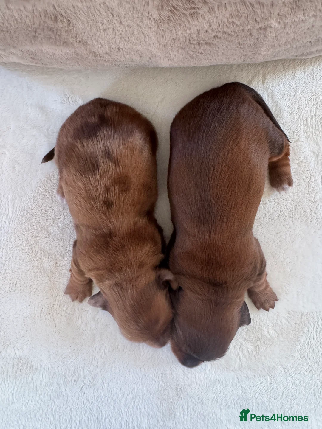 Miniature Dachshund dogs for sale: Long Haired ( Choclate Based ) Mini Dachshunds  - Advert 11