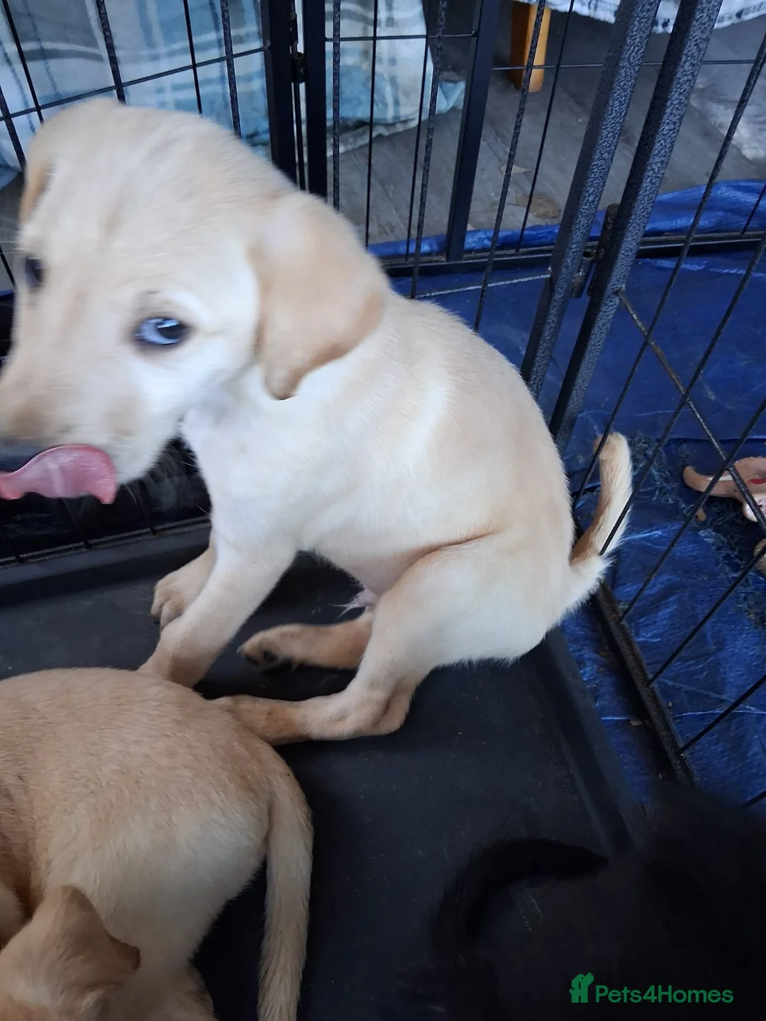 Mixed Breed dogs for sale: 6 adorable puppies  - Advert 2