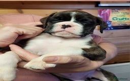 Boxer dogs for sale: KC Registered Boxer Puppies - Image 26