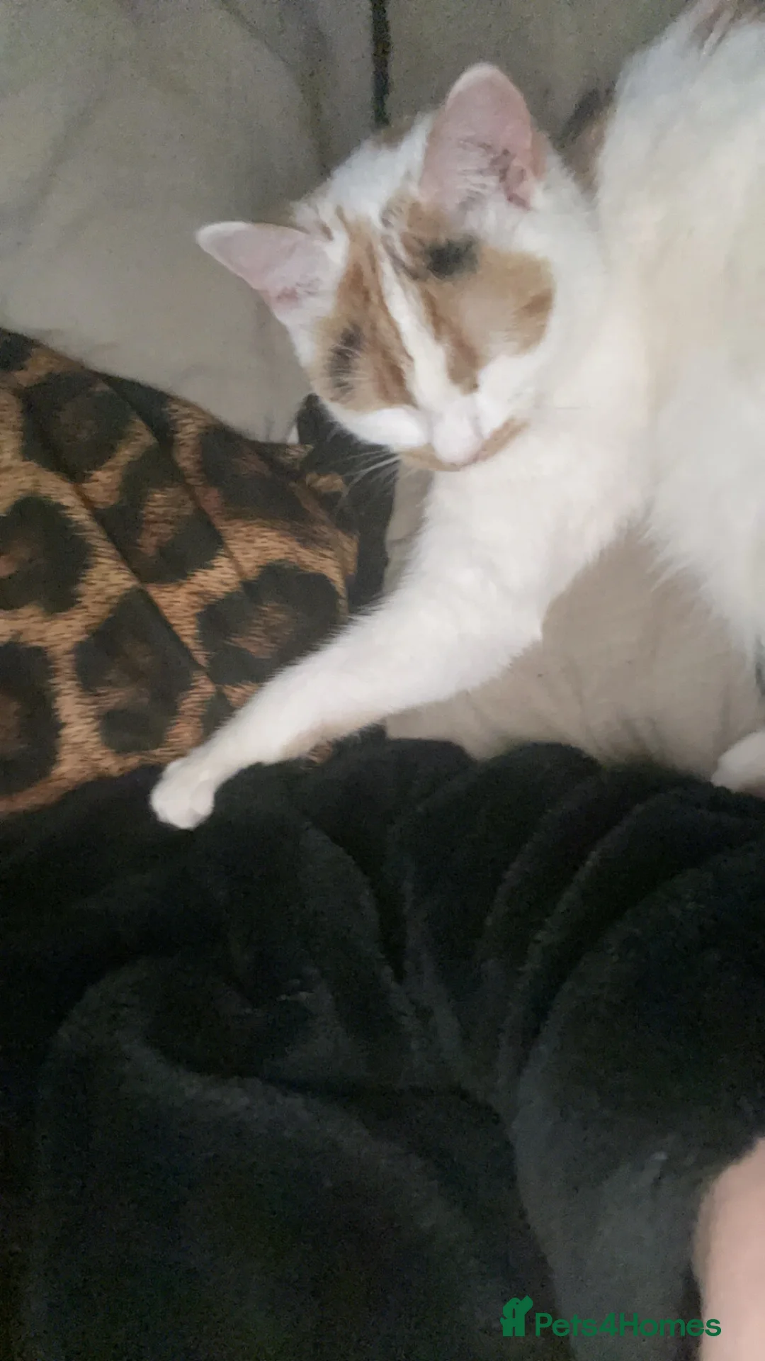 Mixed Breed cats for sale: 1 year old Kiki  in Wirral - Advert 2
