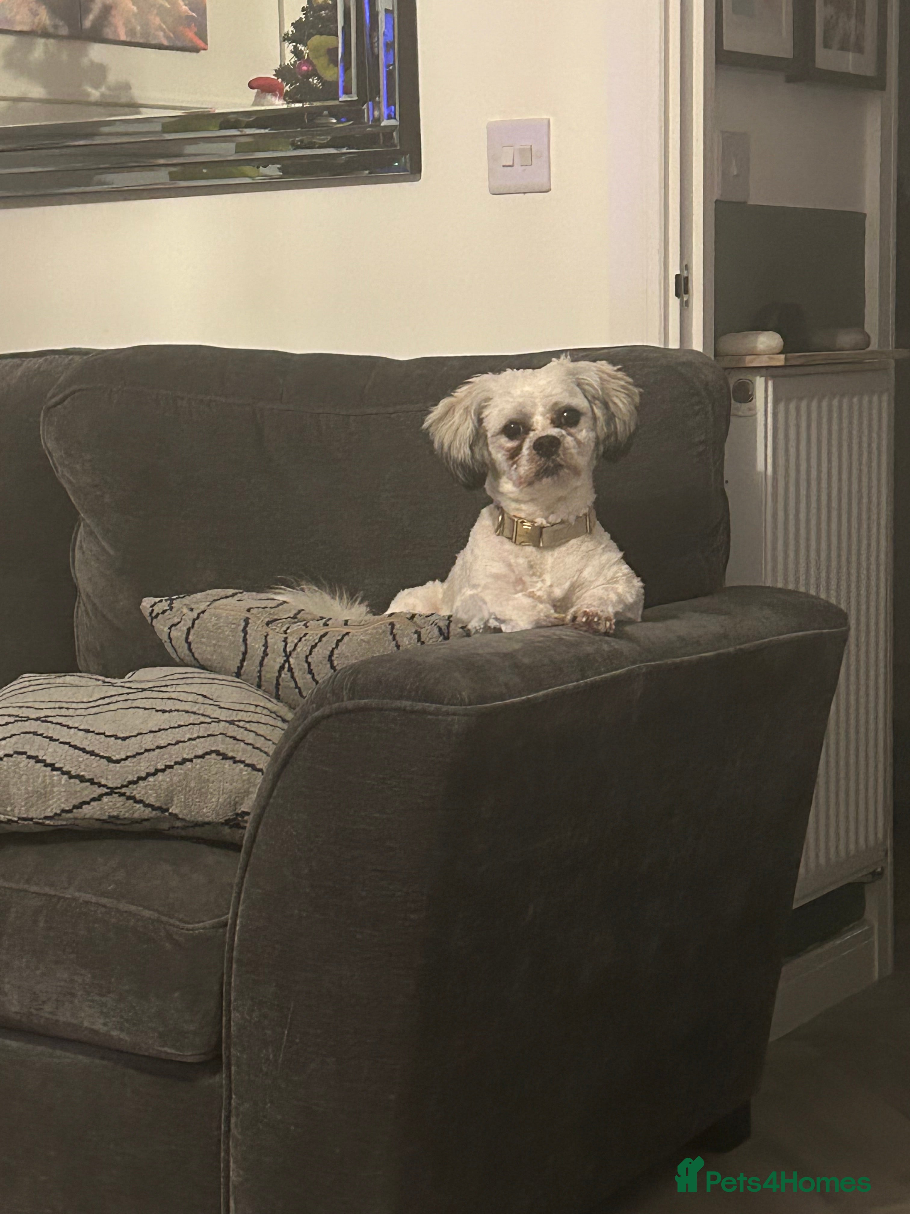 Mixed Breed dogs Stud dog Schichon /zichon  - Advert 2