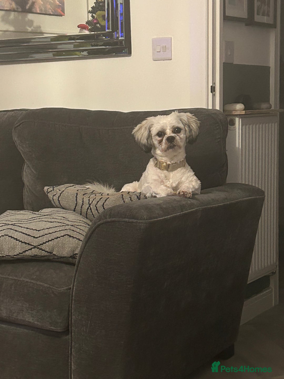 Mixed Breed dogs for stud: Stud dog Schichon /zichon  - Advert 1