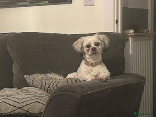 Mixed Breed dogs Stud dog Schichon /zichon - Advert 6