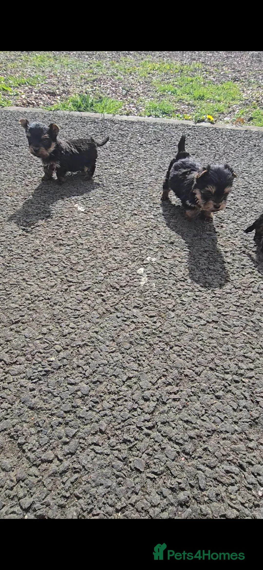 Yorkshire Terrier dogs for sale: Male Yorkshire terrier puppies  in Edinburgh - Advert 1