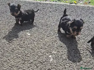 Yorkshire Terrier dogs Male Yorkshire terrier puppies - Advert 13