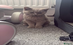 British Shorthair cats for sale: British shorthair LAST BLUE FEMALE - Advert 1