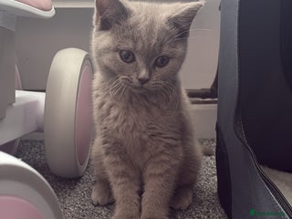 British Shorthair cats - Advert 26