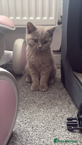 British Shorthair cats - Advert 11