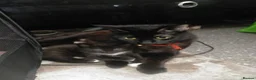 Mixed Breed cats for sale: 3 black and white female kittens for sale  - Advert 1