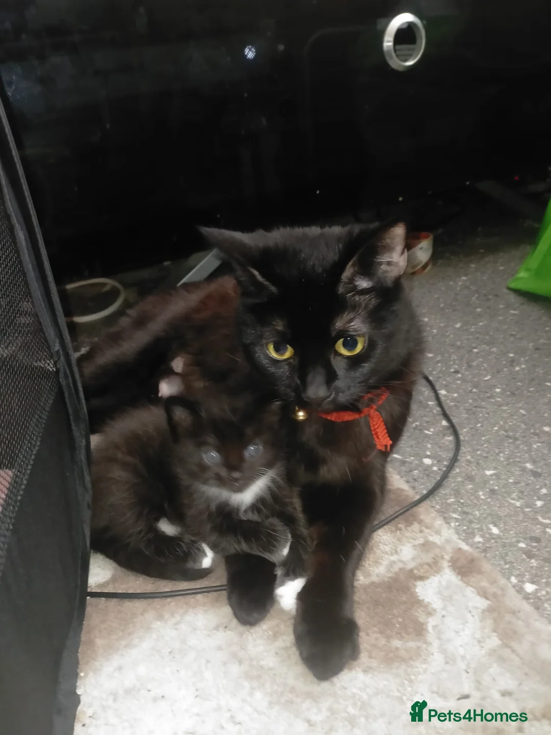 Mixed Breed cats for sale: 3 black and white female kittens for sale  - Advert 1