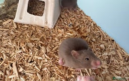 Hamster rodents for sale: Baby syrian hamsters males and females - Image 5