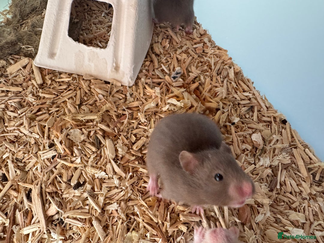Hamster rodents for sale: Baby syrian hamsters males and females - Image 5