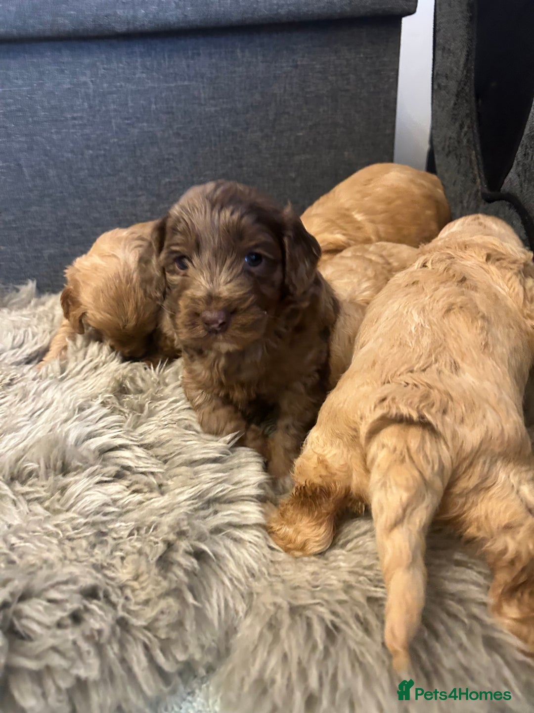 Cockapoo dogs for sale: 5 adorable cockapoo puppies  - Advert 7
