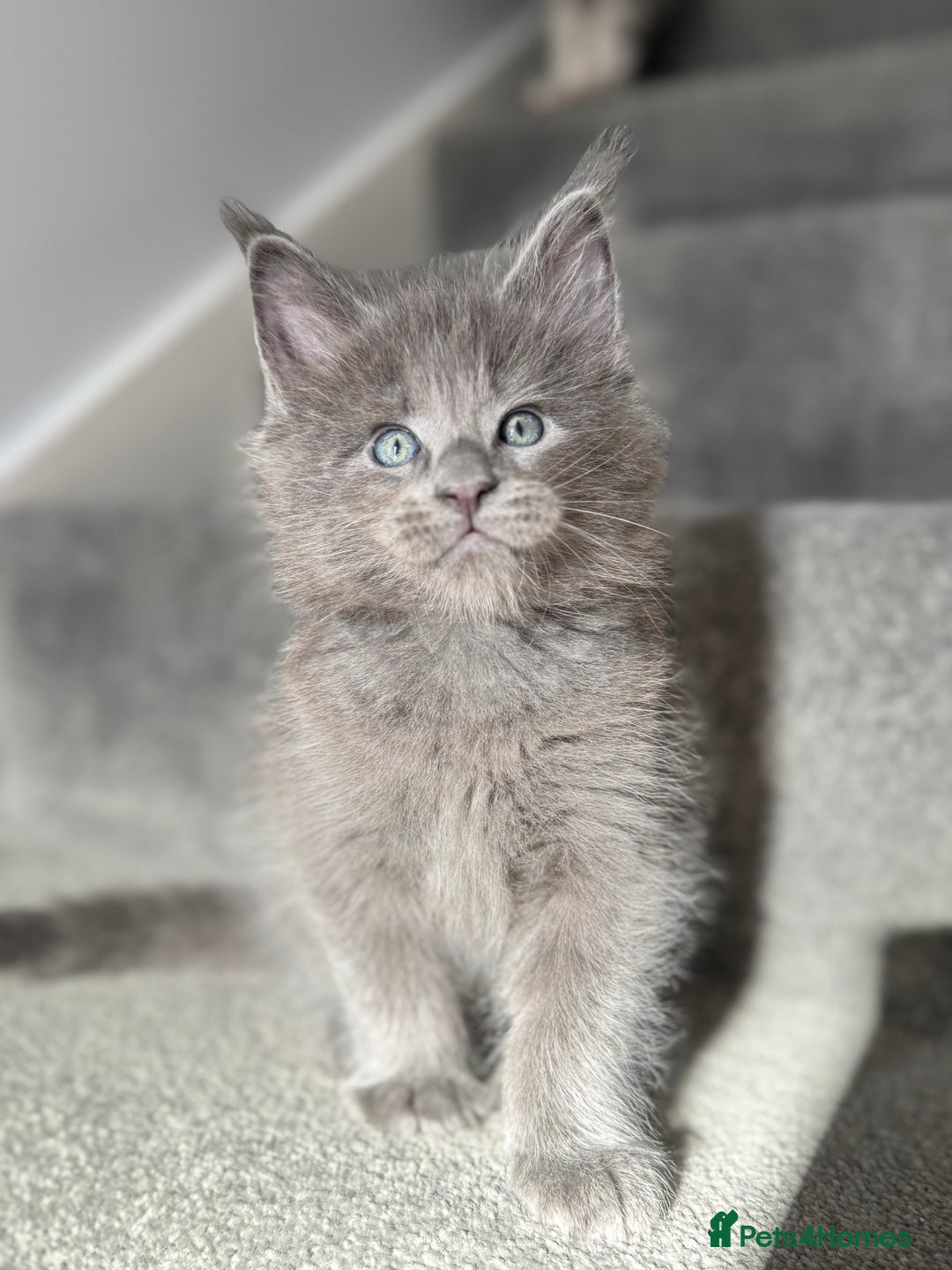 Maine Coon cats for sale: Pedigree Maine Coon Kittens – Blues & Smokes - Advert 2