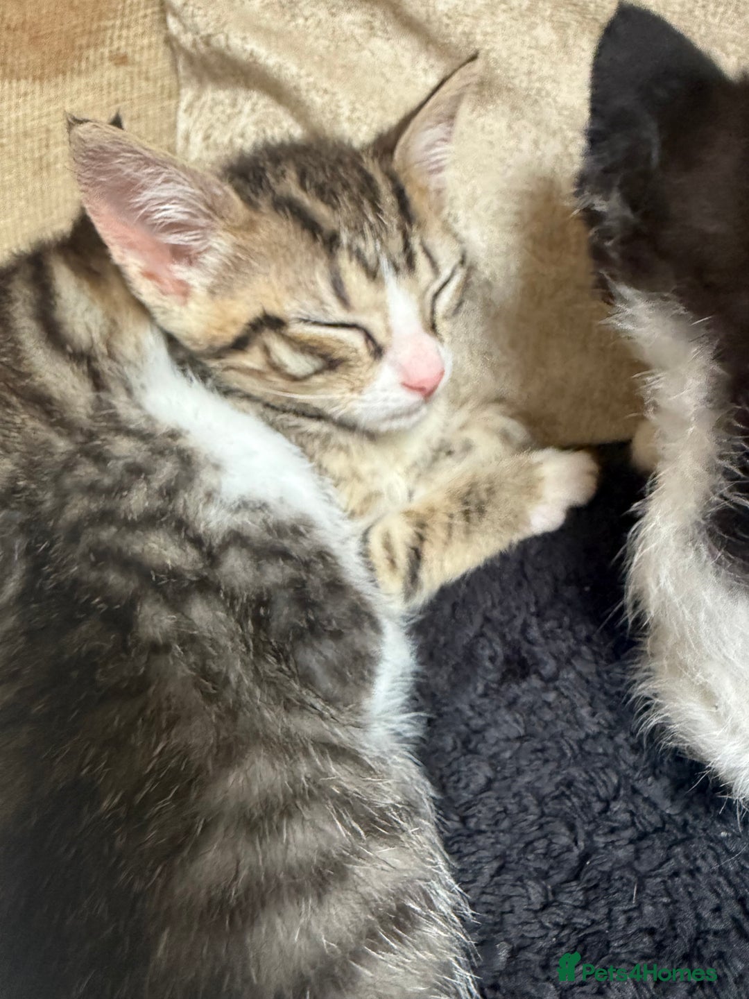 Mixed Breed cats for sale: 2 female snowshoe cross kittens - Image 4