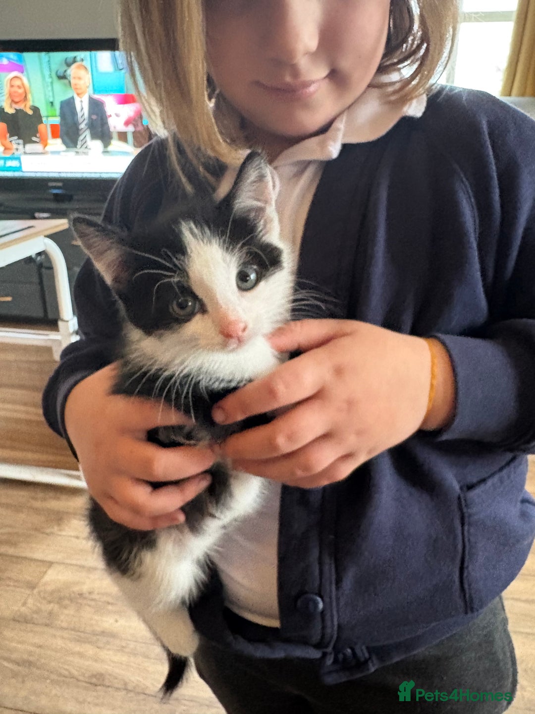 Mixed Breed cats for sale: 8 week old kittens - Image 4