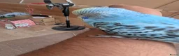 Budgerigars birds for sale: Baby Budgies - Advert 4