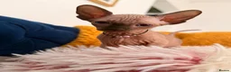Sphynx cats for sale: 3 stunning kittens available! - Advert 30