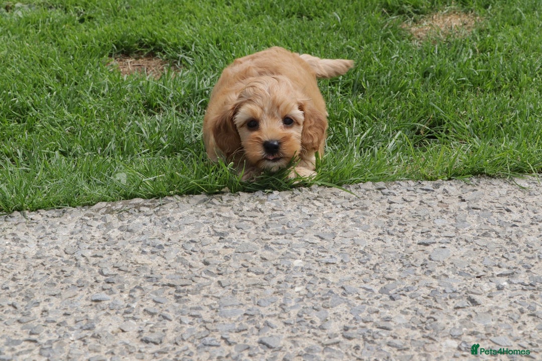Cockapoo dogs for sale: Beautiful Cockapoo puppies for sale - Image 23