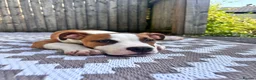 American Bulldog dogs for sale: American Bulldog male 6 month puppy in Tonypandy - Advert 9