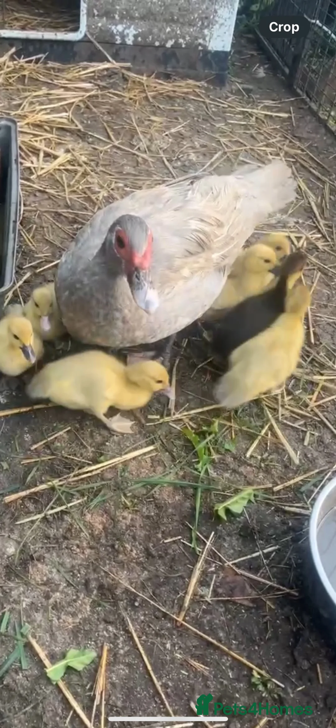 Ducks poultry for sale: Muscovy ducklings  - Advert 1