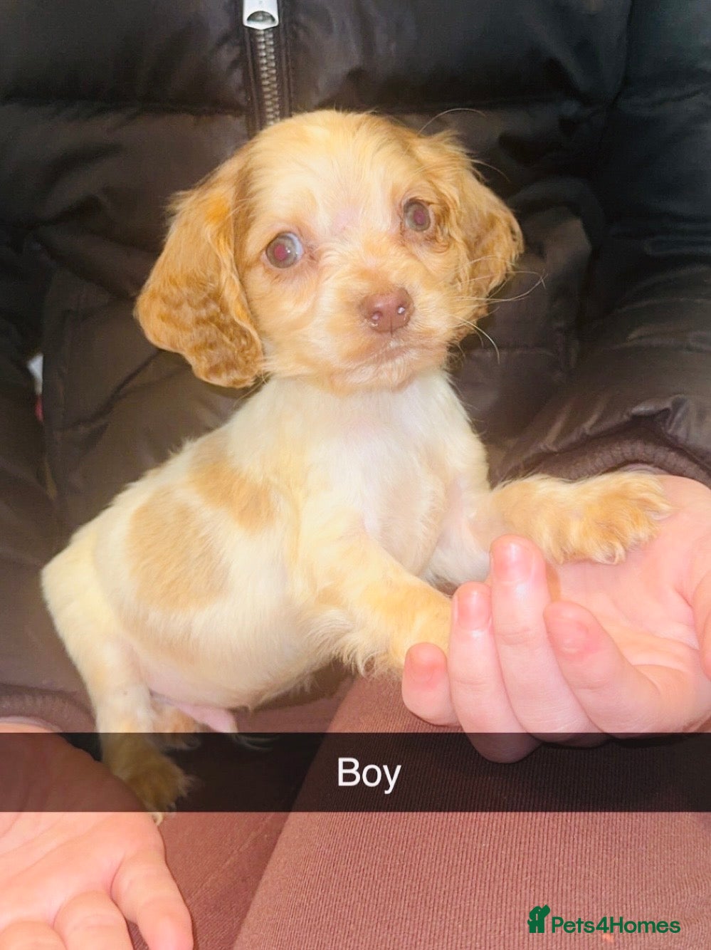 Cocker Spaniel dogs 1 boy left cocker spaniel puppys fully vaccinated - Advert 11