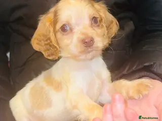 Cocker Spaniel dogs 1 boy left cocker spaniel puppys fully vaccinated - Advert 11