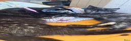 Mixed Breed cats for sale: Mixed breed chunky fluffy kittens - Advert 4
