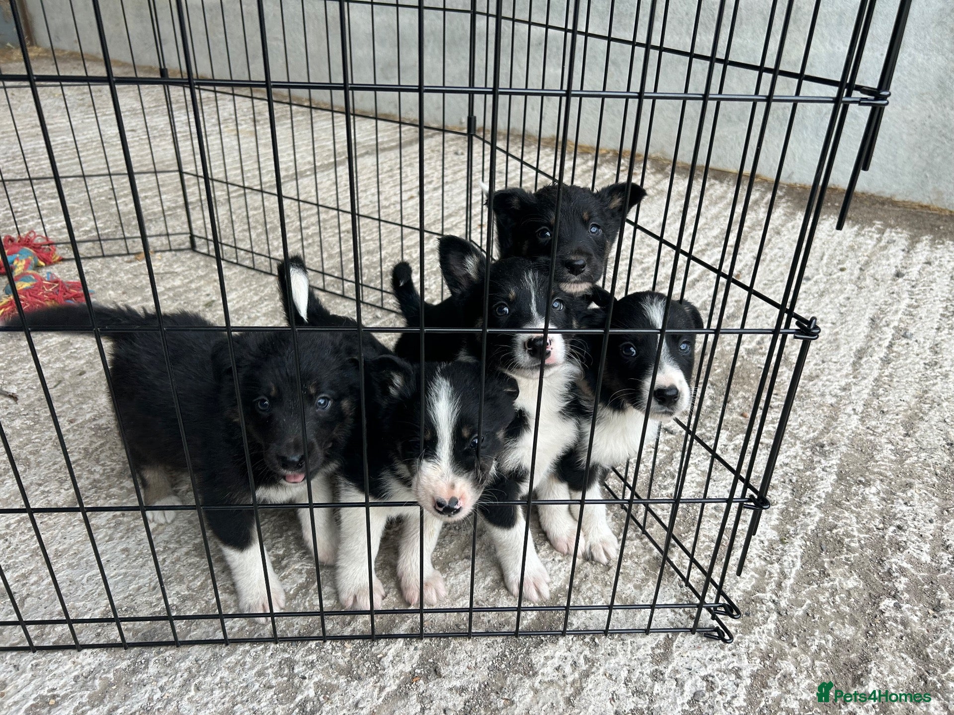Mixed Breed dogs 5x Male Kelpie x Border Collies  - Advert 8