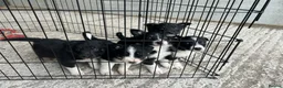 Mixed Breed dogs for sale: 5x Male Kelpie x Border Collies  - Advert 4
