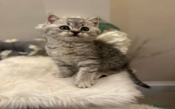 British Shorthair cats for sale: Silver Spotted Full Pedigree Registered BSH - Image 23