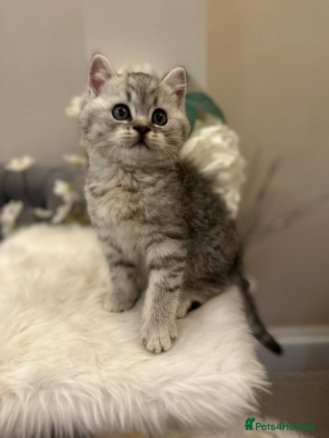 British Shorthair cats for sale: Silver Spotted Full Pedigree Registered BSH - Image 23