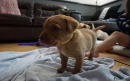 Labrador Retriever dogs for sale: READY NOW Stunning Fox red Labrador puppies - Advert 35