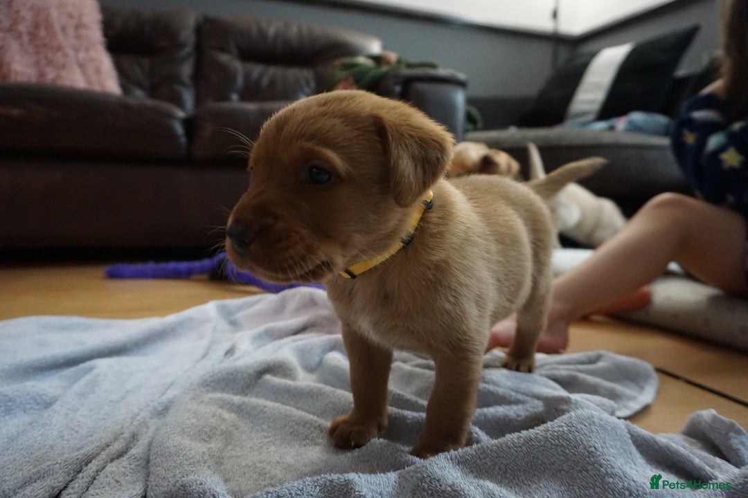 Labrador Retriever dogs for sale: READY NOW Stunning Fox red Labrador puppies - Advert 35