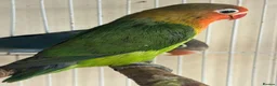 Lovebirds birds for sale: Hand reared baby lovebirds - Advert 3
