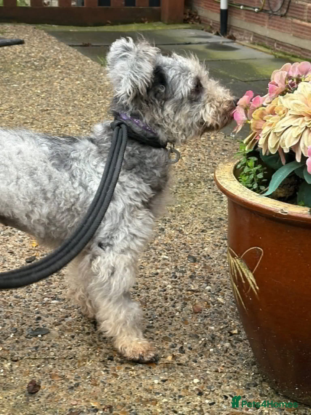 Mixed Breed dogs for adoption: Scruffy- Hingham Norfolk  - Advert 3