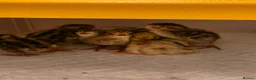 Quail poultry for sale: Corturnix quail chicks  - Advert 3