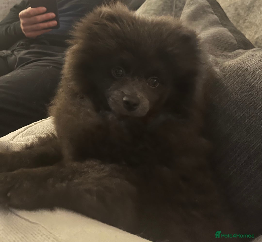 Pomeranian dogs for sale: Coco  - Advert 6